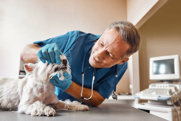 Best Emergency Treatment for Dental Infections or Abscesses in Elon, NC